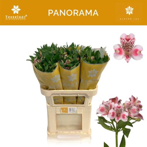 Alstroemeria Panorama