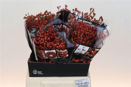 Rosa Autumn Rosefruits