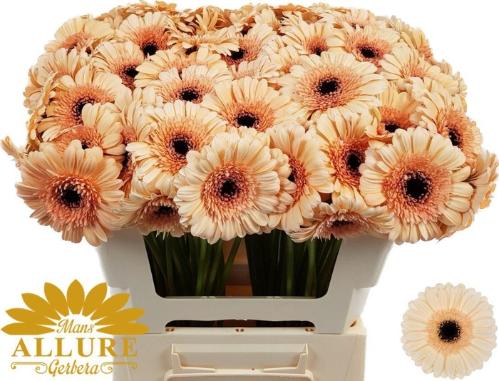 Gerbera mini 'Mindset'