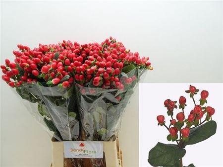 Hypericum inodorum Go Top