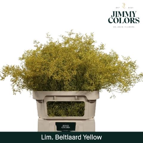 Limonium overig kleurbehandeld H%