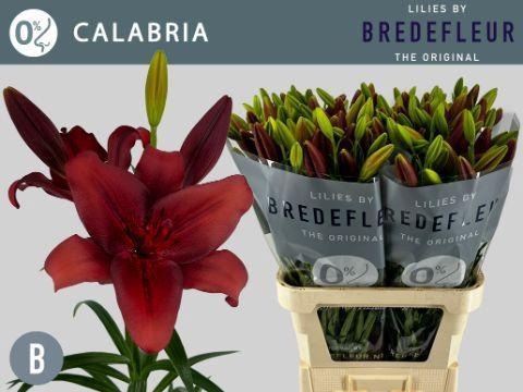 Lilium (LA-hybrids Grp) 'Calabria'