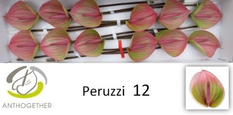 Anthurium Andreanum Grp Peruzzi