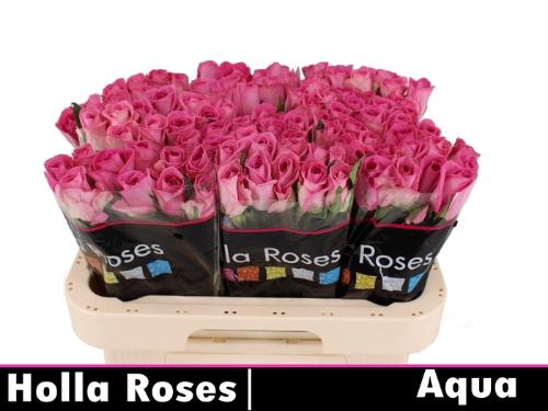 Rosa grootbloemig Aqua!