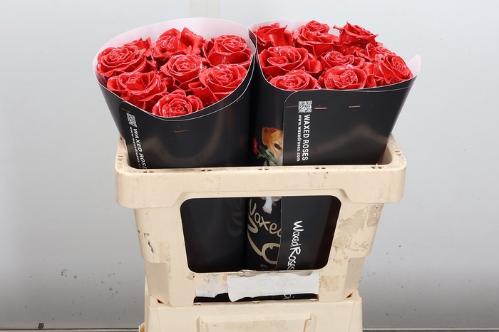 Rosa grootbloemig gewaxt H%