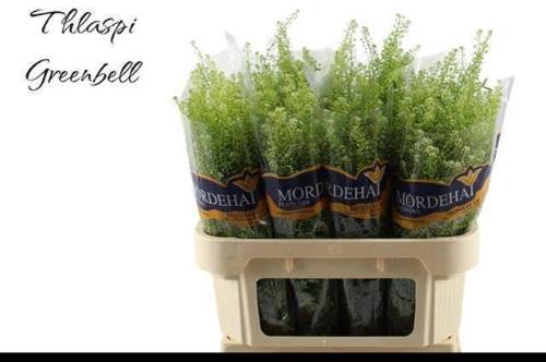 Thlaspi Green Bell