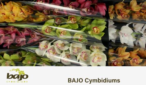 Cymbidium grootbloemig per tak gemengd