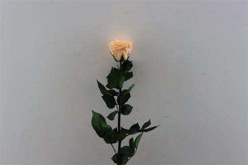 Rosa grootbloemig kleurbehandeld H%