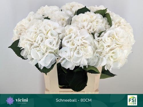 Hydrangea macrophylla 'Schneeball'