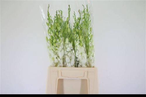 Dendrobium overig