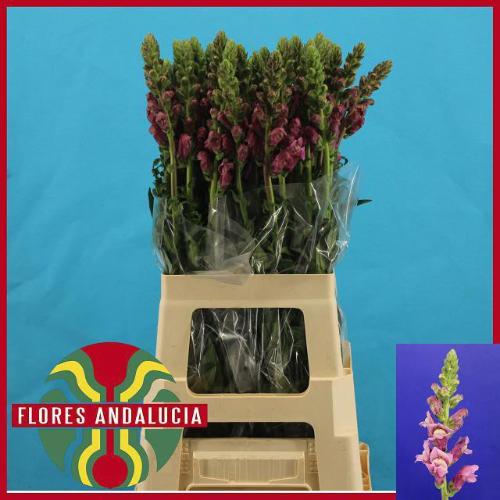 Eupatorium coelestinum