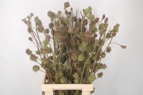 Glycyrrhiza yunnanensis (zaaddoos)