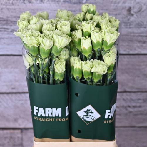 Dianthus standaard overig