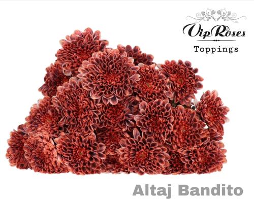 Chrysanthemum Indicum Grp tros kas kleurbehandeld H%