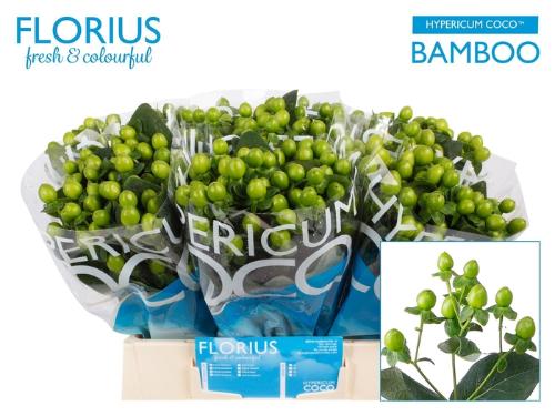 Hypericum Coco Bamboo