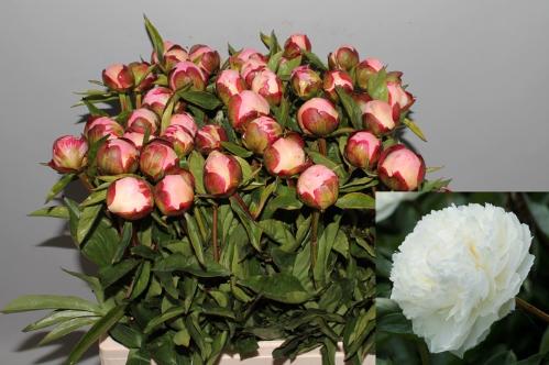 Paeonia Lactiflora Grp 'Gardenia'