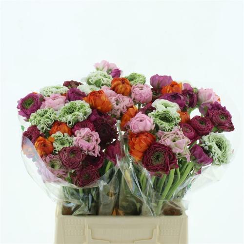 Ranunculus overig