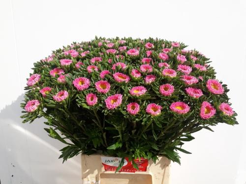 Callistephus chinensis 'Matsumoto Pink'