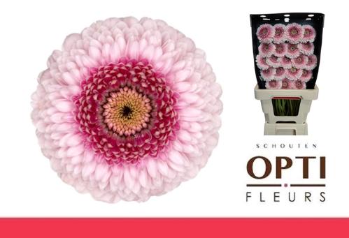 Gerbera mini bolvormig Pomponi Camilla