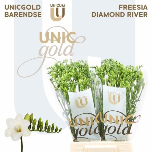 Freesia enkelbloemig 'Diamond River'