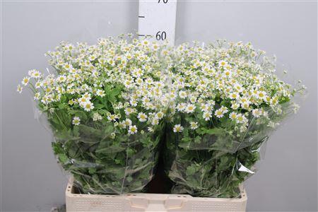 Tanacetum parthenium 'Single Vegmo'