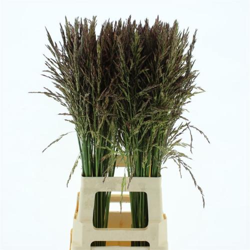 Panicum violaceum 'Umbrella'