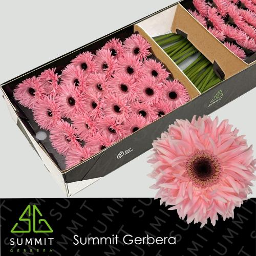 Gerbera grootbloemig spinvormig Abu+