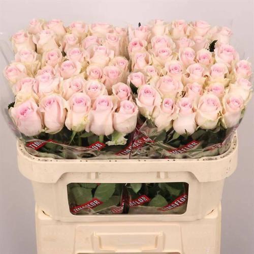 Rosa grootbloemig Revival Sweet