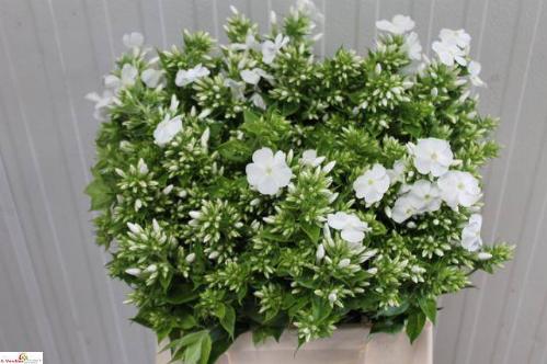 Phlox Paniculata Grp 'Danielle'
