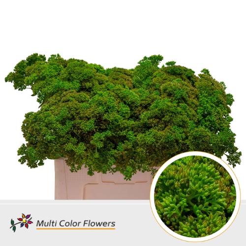 Sedum kleurbehandeld H%