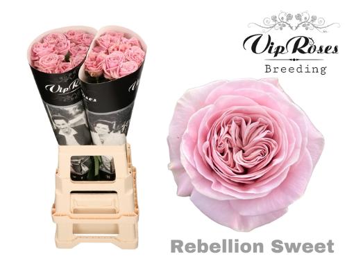 Rosa grootbloemig Rebellion Sweet