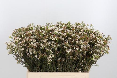 Chamelaucium 'Blondie'