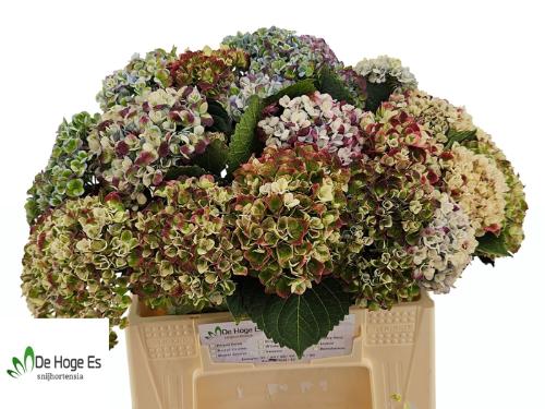 Hydrangea macrophylla Magical Revolution (classic blue)