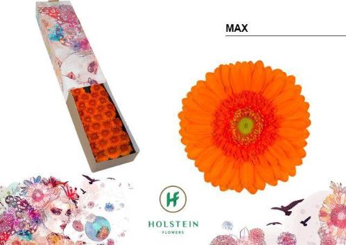 Gerbera mini Max