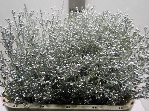 Chamelaucium kleurbehandeld H%