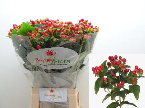Hypericum inodorum Magical Triumph
