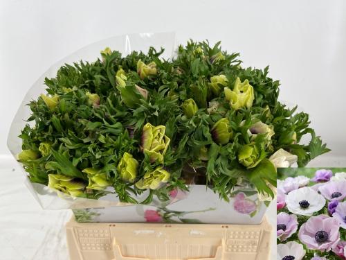 Anemone coronaria 'Galil Pastel'