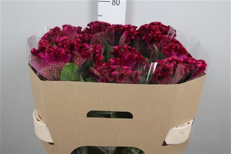 Celosia argentea (Cristata Grp) Cristi Purple