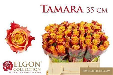 Rosa grootbloemig Tamara