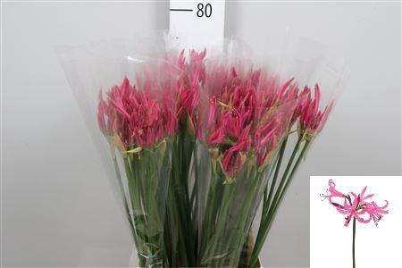 Nerine Bowdenii Grp 'Favoriet'