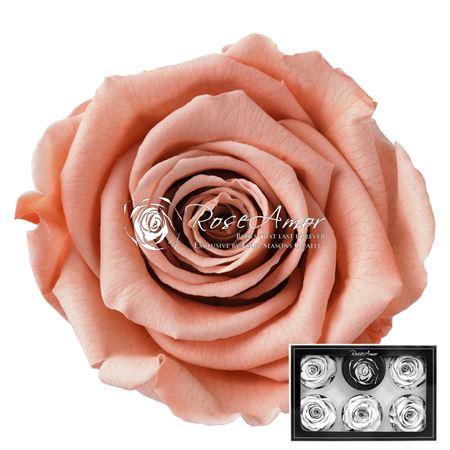 Rosa grootbloemig kleurbehandeld H%