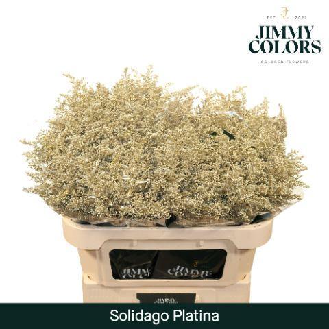 Solidago kleurbehandeld H%