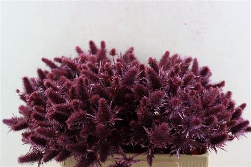 Eryngium alpinum kleurbehandeld H%