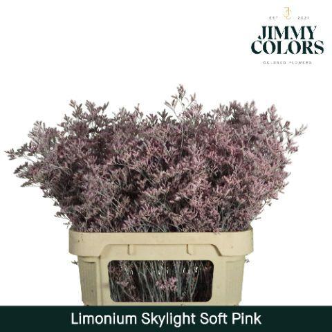 Limonium overig kleurbehandeld H%
