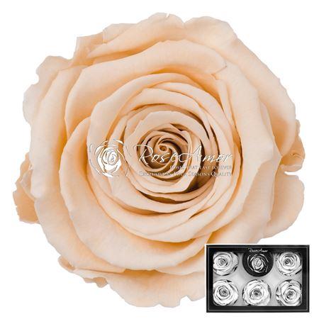 Rosa grootbloemig kleurbehandeld H%