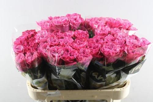 Rosa grootbloemig Country Spirit Blues