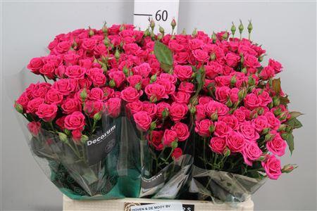 Rosa tros Pink Yo-Yo