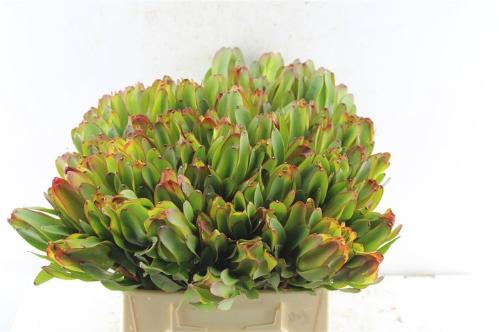 Leucadendron 'Laurel Yellow'