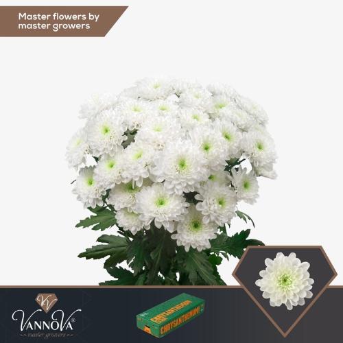 Chrysanthemum( Indicum Grp) tros Altaj