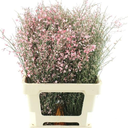 Genista kleurbehandeld H%